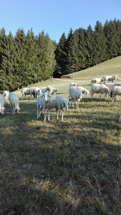 Ferienwohnung Lucy Am Lonitzberg 斯特恩克申艾姆弗尔 外观 照片